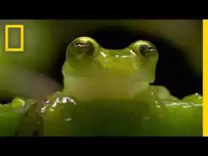 Video: The Glass Frog: Ultimate Ninja Dad